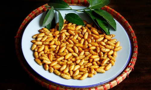 Tips for roasting silkworm pupae to avoid allergic reactions