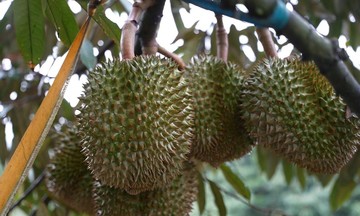 Trồng sầu riêng bền vững giúp nông dân tăng lợi nhuận ròng 30%