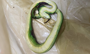Red-tailed green ratsnake bite causes blood clotting disorder in boy
