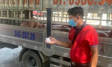 Dịch tả lợn châu Phi lan rộng 20 tỉnh thành