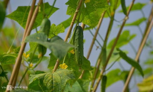 7 low-sugar fruits and vegetables to eat regularly