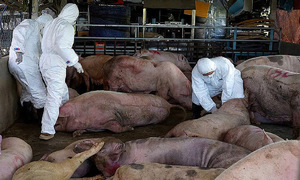 72 diseased pigs seized, intended for sausage production