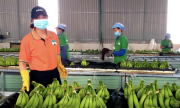 Xuất khẩu chuối, chanh dây kỳ vọng đạt tỷ USD