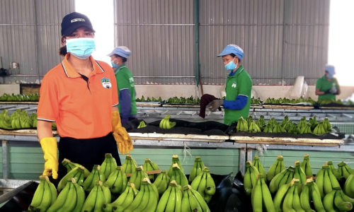 Xuất khẩu chuối, chanh dây kỳ vọng đạt tỷ USD