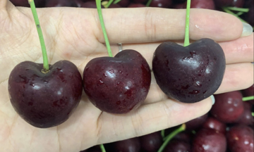 Cherry Mỹ về Việt Nam giá rẻ kỷ lục