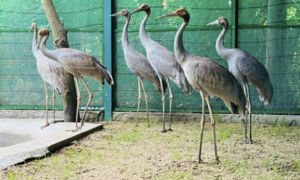 One of six reintroduced sarus cranes dies in Vietnam