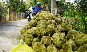 Vietnam's fruit and vegetable exports reach nearly USD 4 billion after 7 months