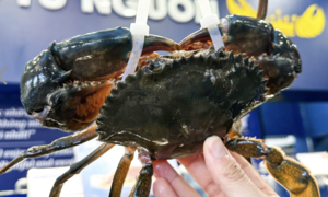 Ca Mau crab prices double as China increases imports