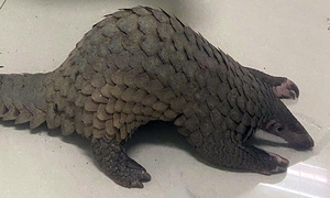 Chef arrested for purchasing Javan pangolin for culinary use