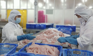 Một doanh nghiệp xuất khẩu cá tra lãi tăng 145 lần