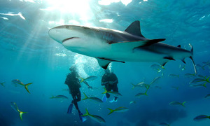 Shark attack survivor shares life-saving tips