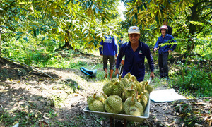 Durian exports to China rebound strongly
