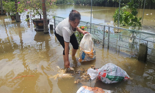 Trắng tay vì nước lũ nhấn chìm trang trại
