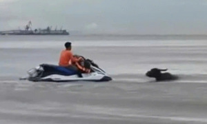 Lost buffalo rescued from Cua Lo beach