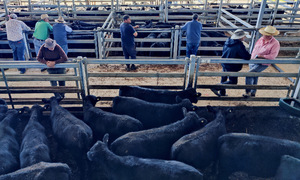 Trump says US will sell 'a lot' of beef to Australia