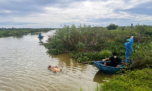 Dead pigs found floating in Dao river