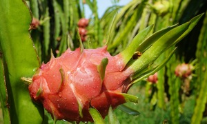 Prime minister addresses export blockage of dragon fruit and pepper to the EU