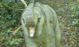 Baby elephant spotted in Da Nang nature reserve