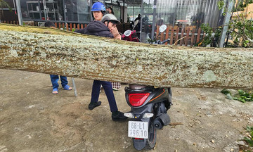 Cây đổ đè xe máy ở Đà Lạt