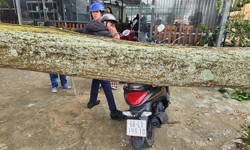 Cây đổ đè xe máy ở Đà Lạt