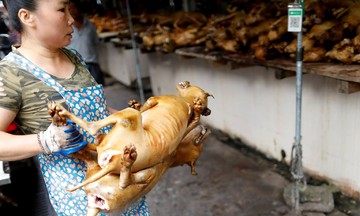 Lễ hội thịt 10.000 con chó gây tranh cãi ở Trung Quốc