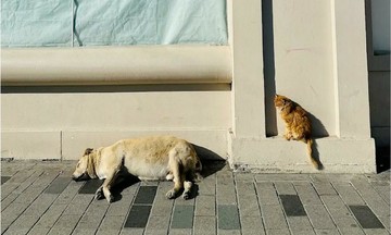 Chó hoang nằm ngủ thành điểm du lịch tại Thổ Nhĩ Kỳ