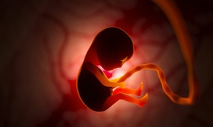 Japan approves creation of embryos from stem cells for scientific research