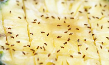Mẹo đuổi ruồi giấm vĩnh viễn