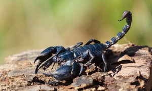 Do I need a tetanus shot after a scorpion sting?