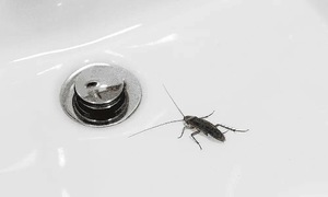 Why you should plug your drains when leaving home