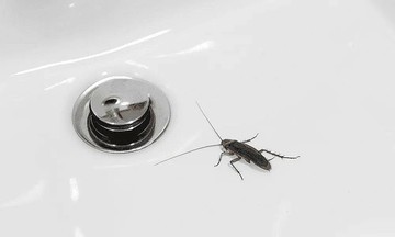 Tại sao nên bịt cống thoát nước khi vắng nhà?