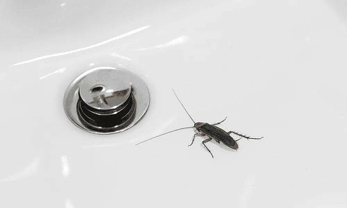 Tại sao nên bịt cống thoát nước khi vắng nhà?