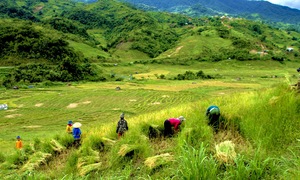 Vietnam proposes 15 low-emission agricultural zones
