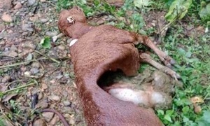 Wild canids kill 50 cattle in Dien Bien