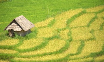 Mùa gặt trên ruộng bậc thang núi Ngọc Linh
