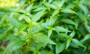 Can Andrographis Paniculata cure dengue fever?