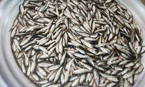Cá linh đầu mùa 200.000 đồng một kg