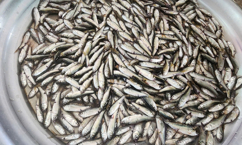 Cá linh đầu mùa 200.000 đồng một kg