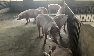 Smart pig farming proposed in Vietnam