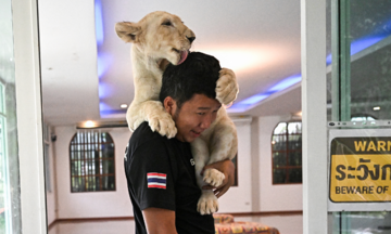 Xu hướng nuôi sư tử làm thú cưng ở Thái Lan