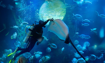Hơn một triệu du khách đến thủy cung Lotte World Hà Nội sau 2 năm
