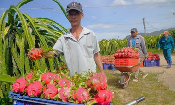 Xuất khẩu thanh long lao dốc