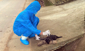 Owner of rabid dog faces potential legal action