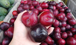 Chinese cherry plums flood Vietnamese market at 'super low' prices