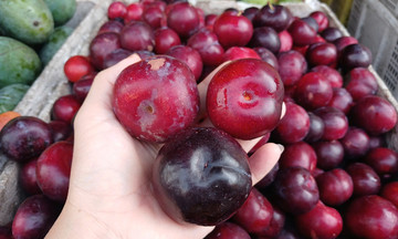 Mận Cherry Trung Quốc giá 'siêu rẻ'