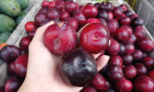 Mận Cherry Trung Quốc giá 'siêu rẻ'