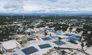 Unregulated snakehead fish farms on Quang Tri beaches raise pollution concerns