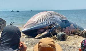 Giant whale washes ashore in Lam Dong province