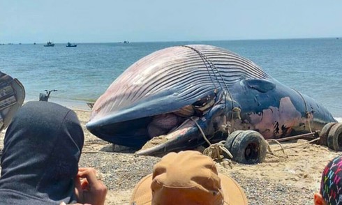 Giant whale washes ashore in Lam Dong province