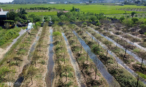 Peach blossom capital in Thanh Hoa devastated after flooding